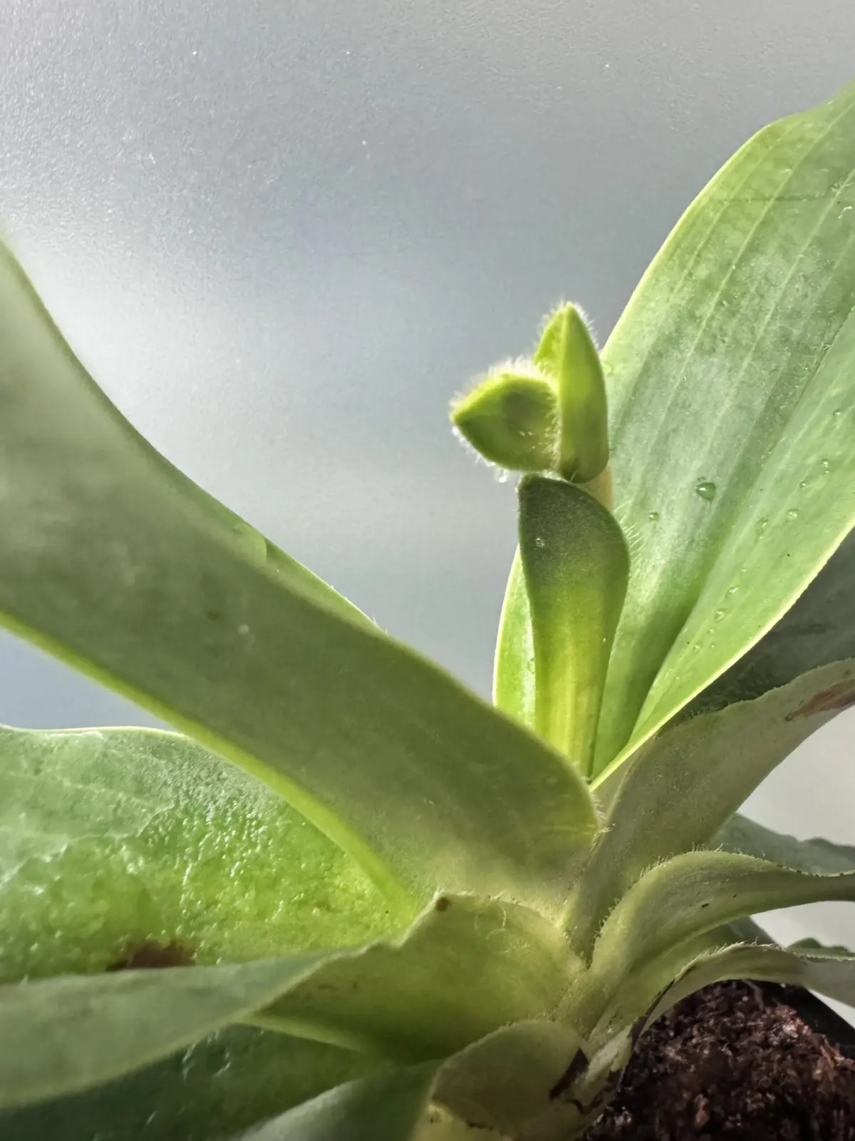 パフィオペディラム　プリムリナム　原種　花芽　パフィオ