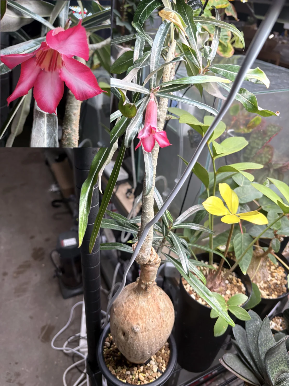 アデニウム　ソマレンセ　開花