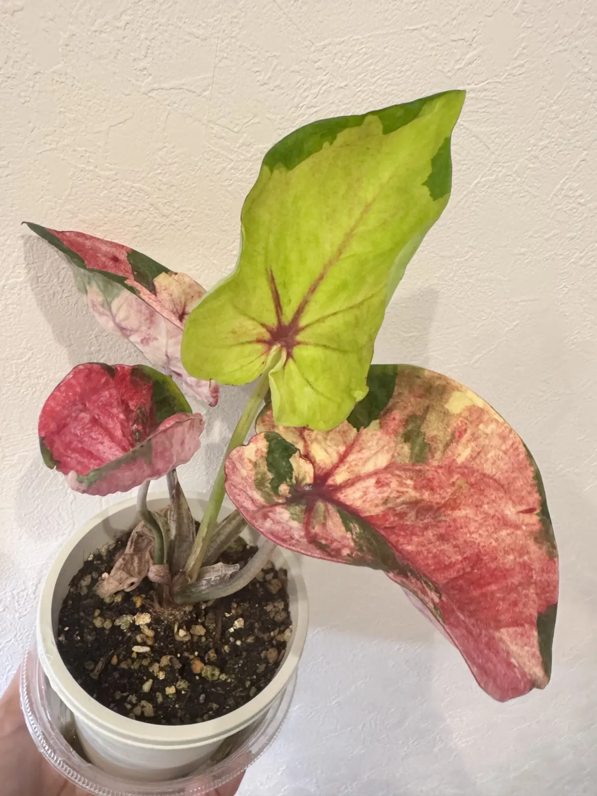 カラジウム　光による葉色の違い