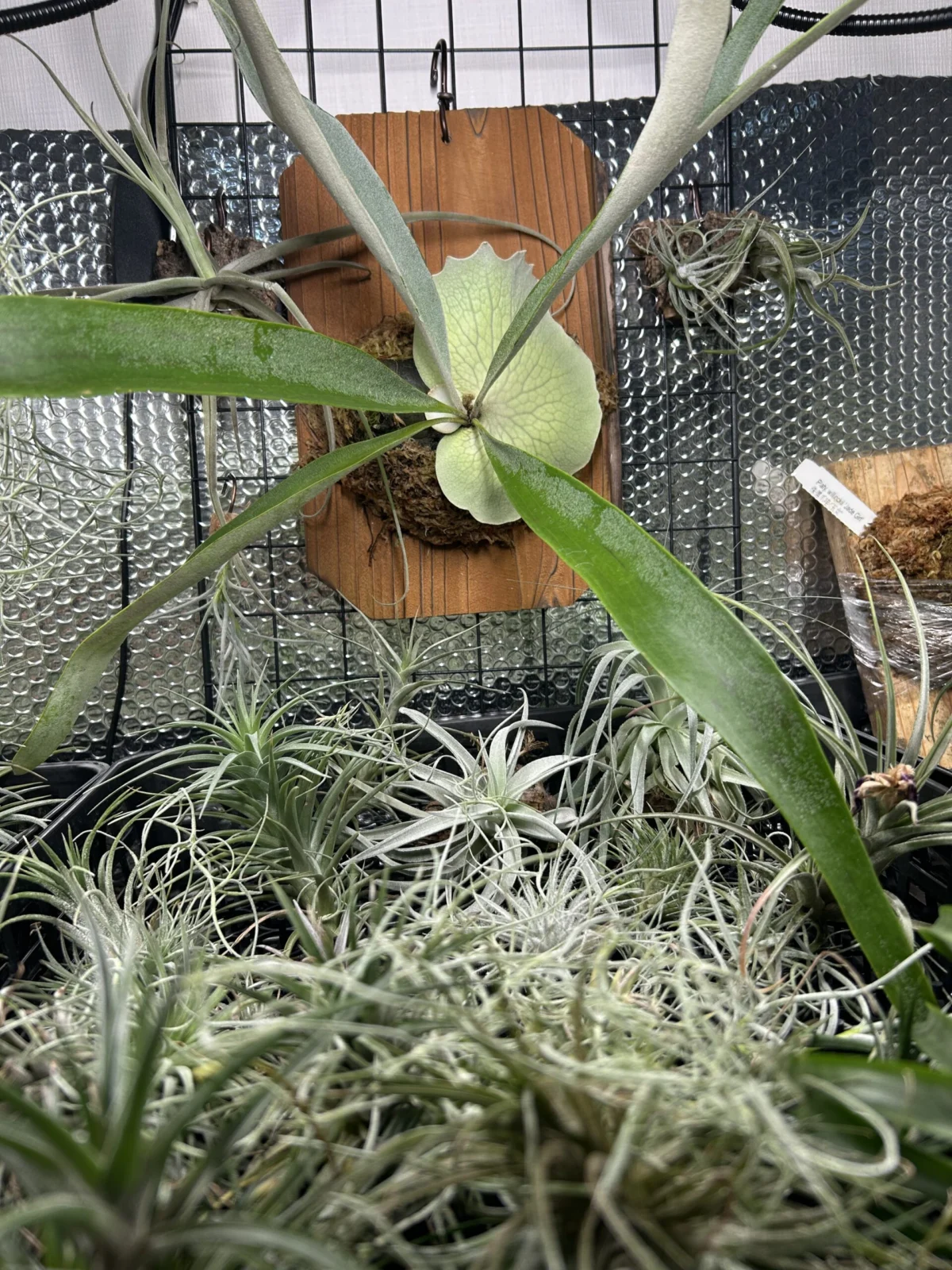 ビカクシダ　ベイチー