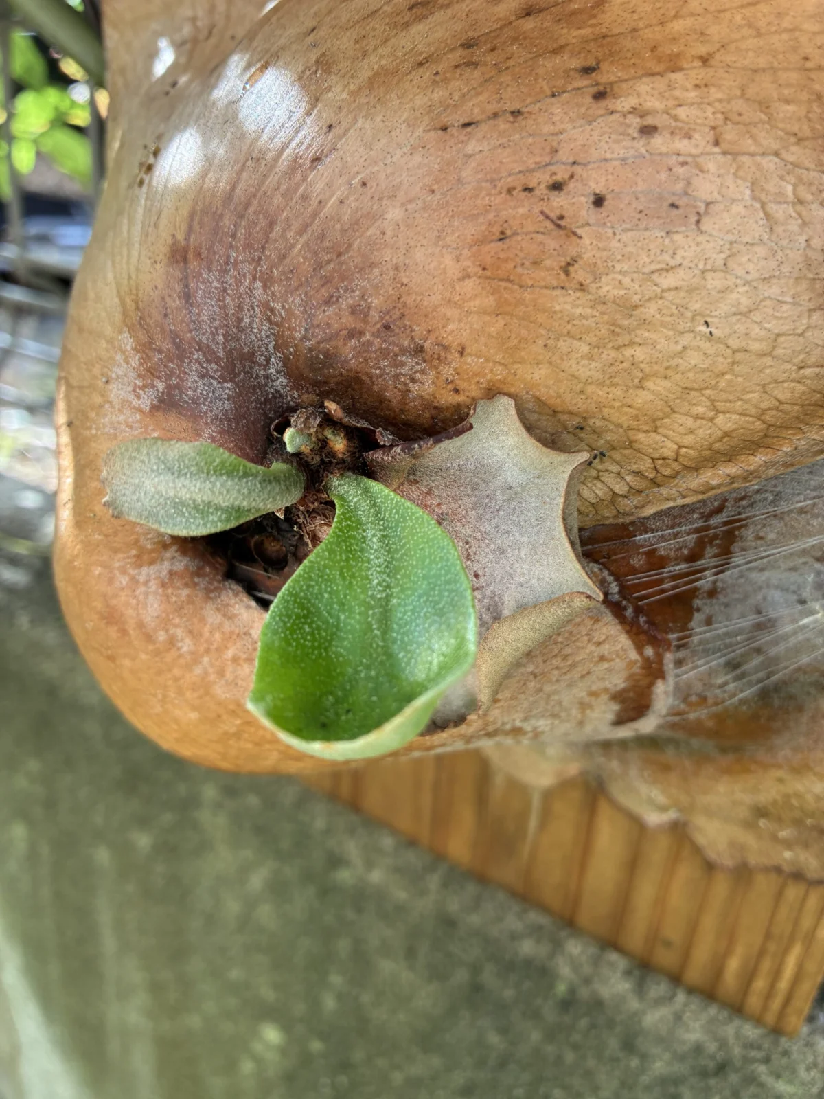 ビカクシダ　札落ち