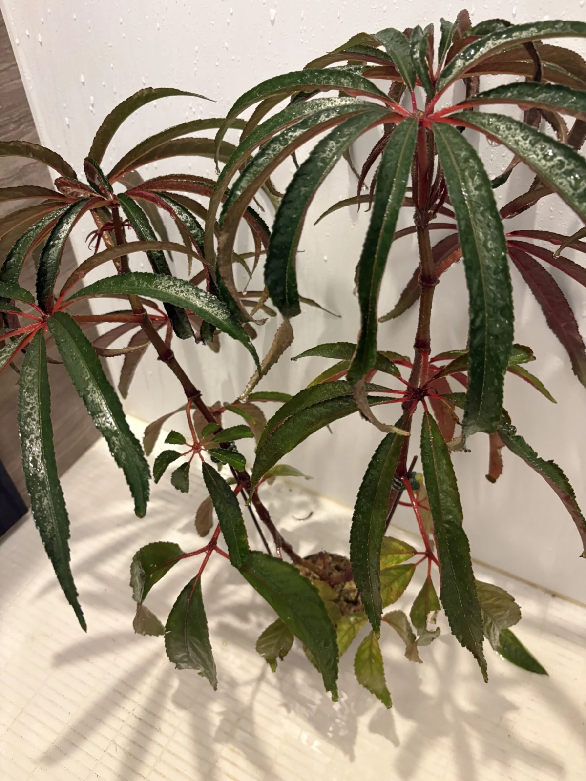 ベゴニア　ルクスリアンス