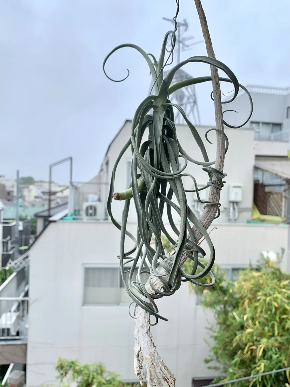 ティランジア　ドゥラティ