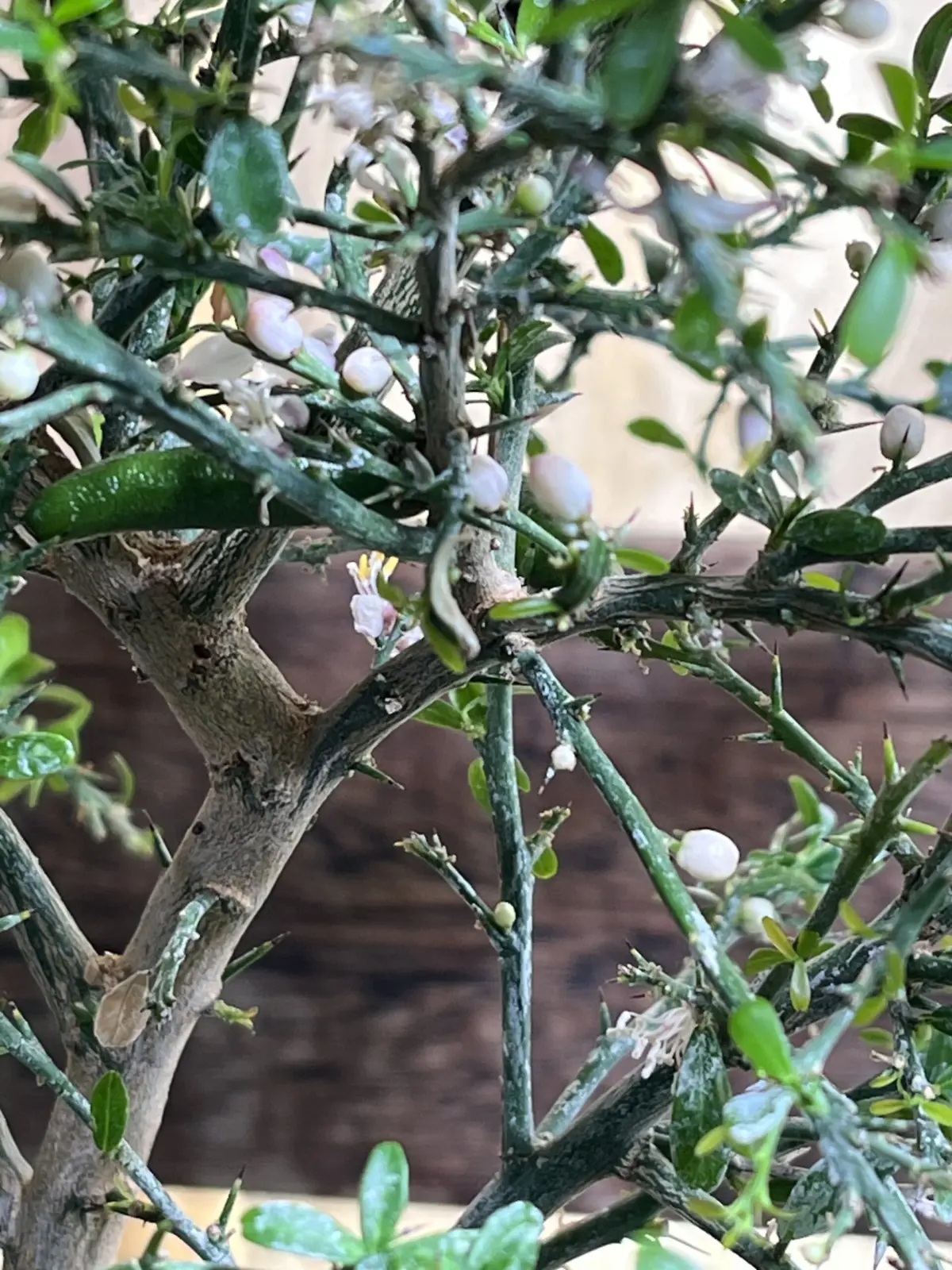 フィンガーライム 花