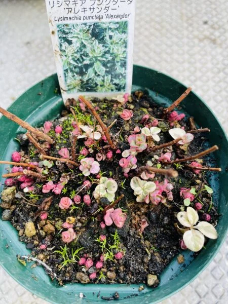 リシマキア　プンクタータ　アレキサンダー　冬芽