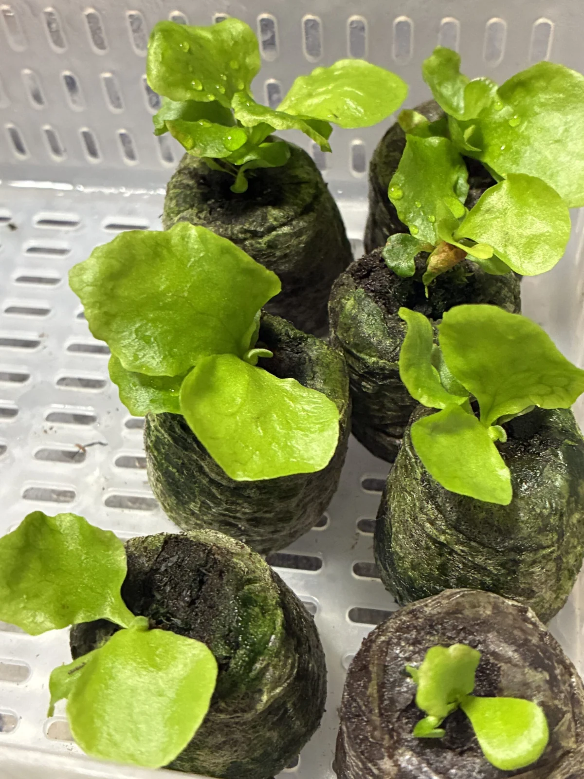 ビカクシダ　マダガスカリエンセ