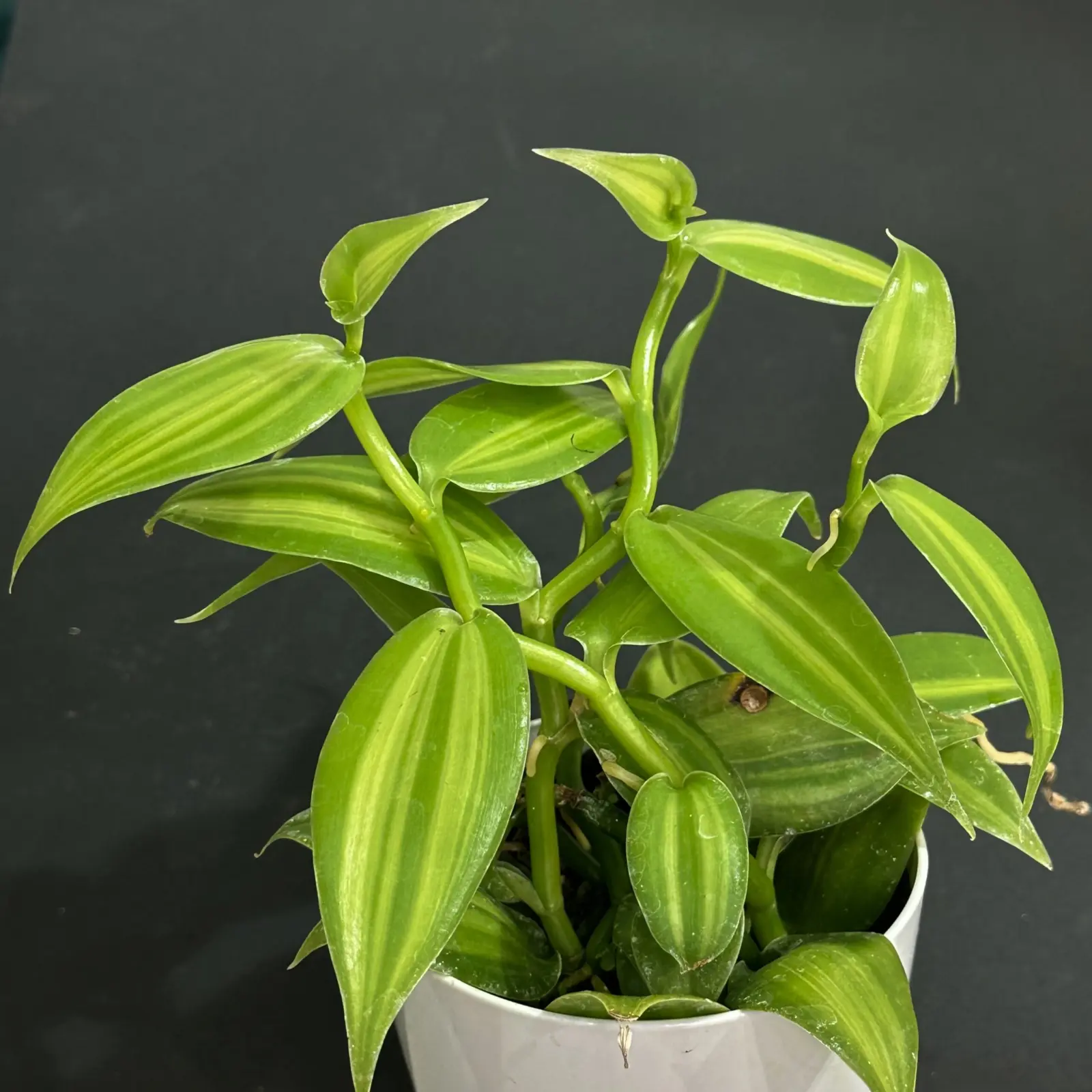 バニラ　着生ラン