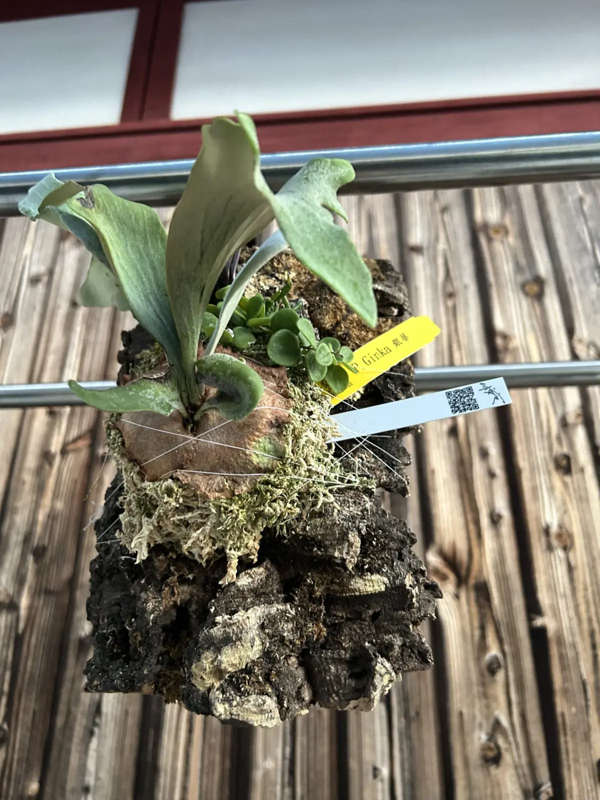 ビカクシダ ギンカ