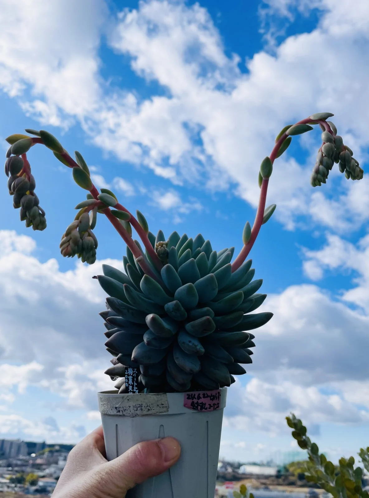 エケベリア　スイートエインジェル　糖菓天使　花