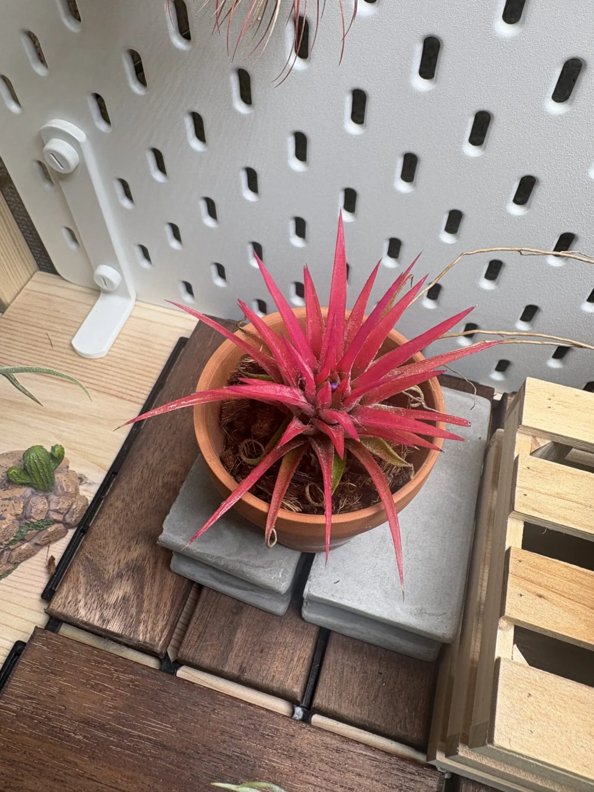 ティランジア イオナンタ ビーラー