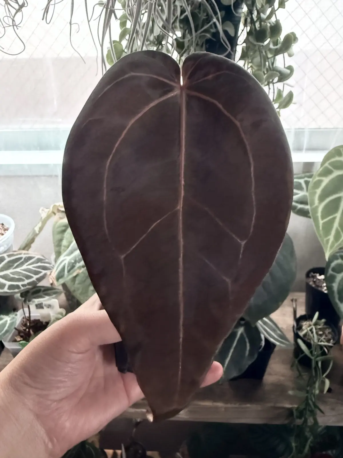 アンスリウム (カーラブラッキアエ × アントラキー) × (ザラ × ミシェル)