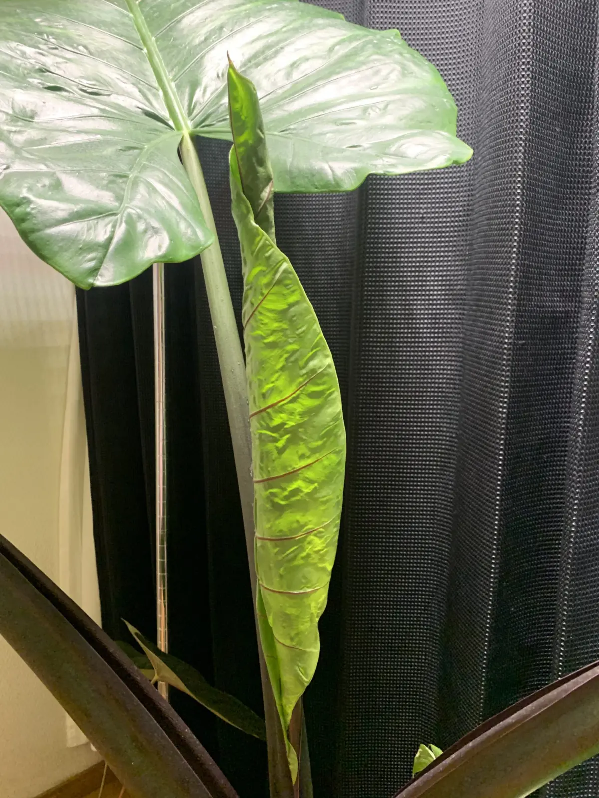 アロカシア　ブラックステム