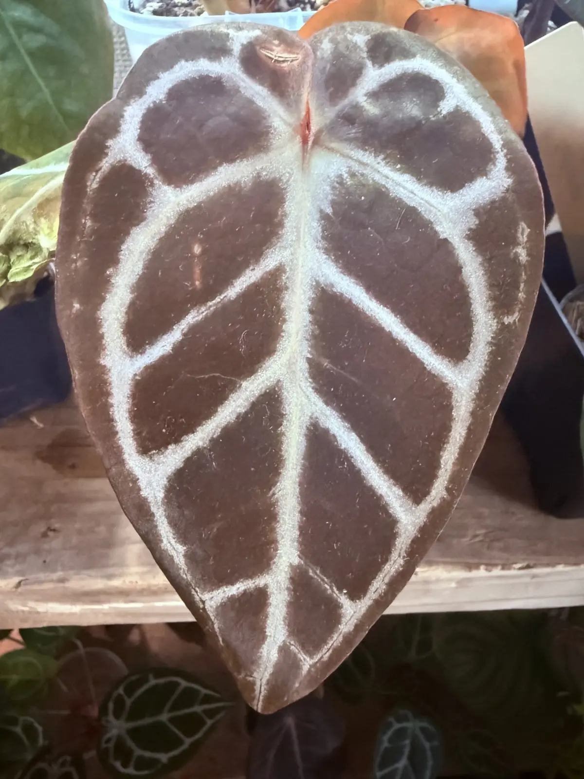 アンスリウム レッドクリスタリナム × ミスティックA88