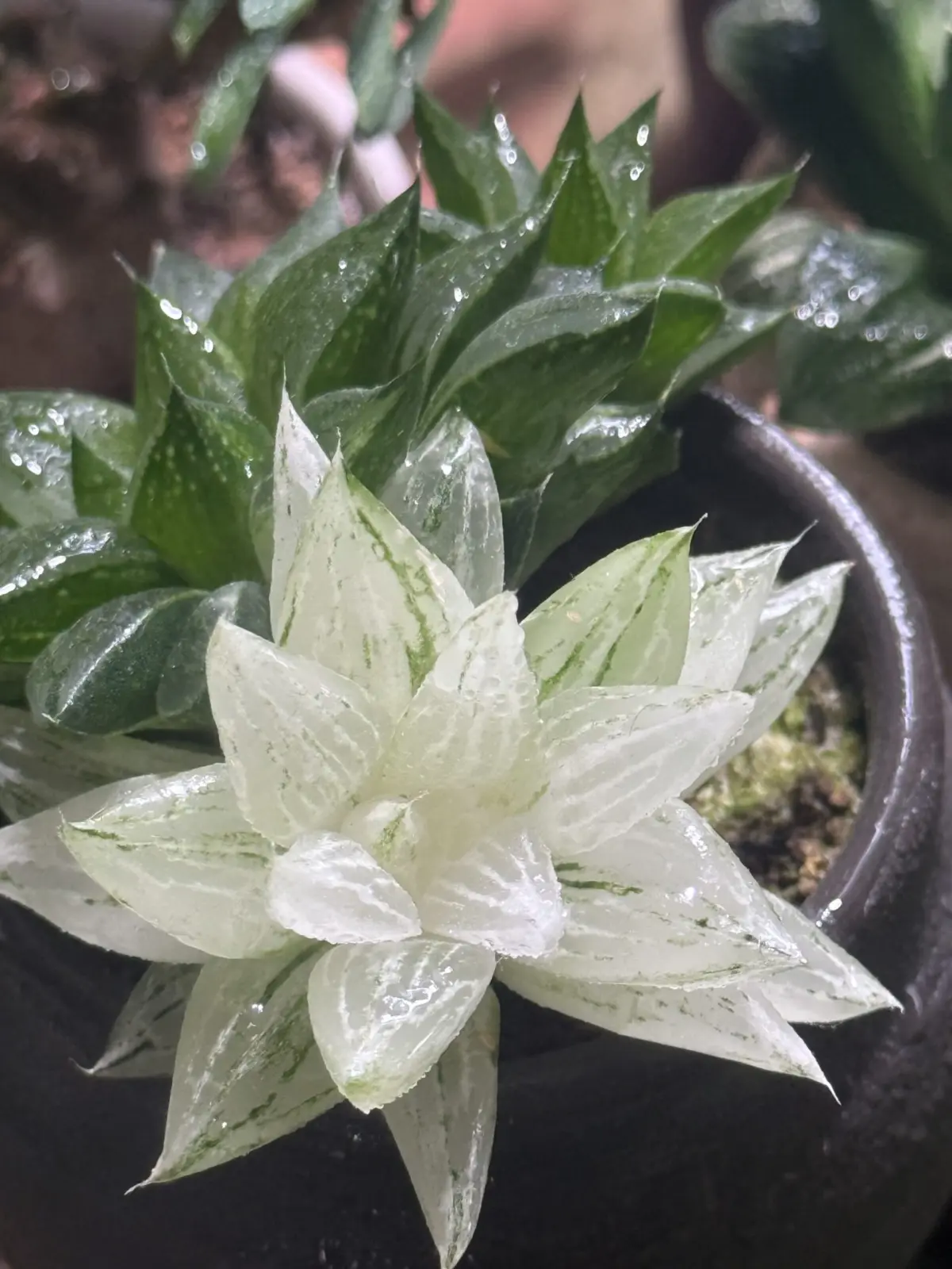 ハオルチア 氷砂糖