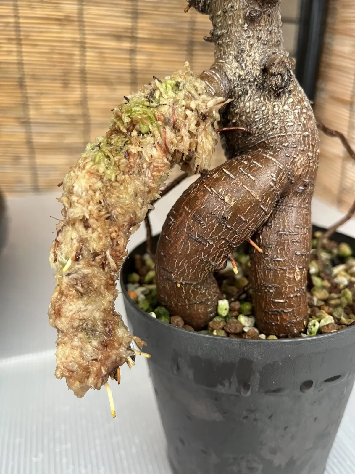 ガジュマル　気根チャレンジ　②
