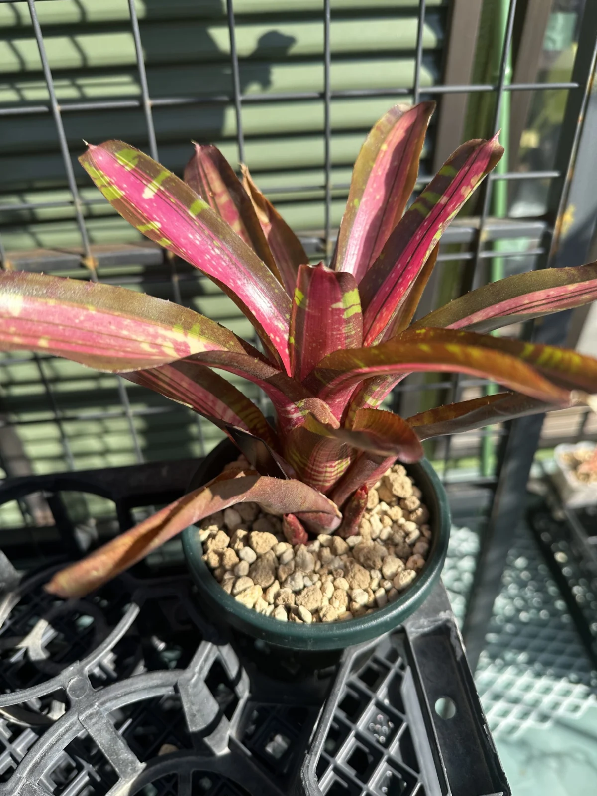 ネオレゲリア スイートアイスクリーム