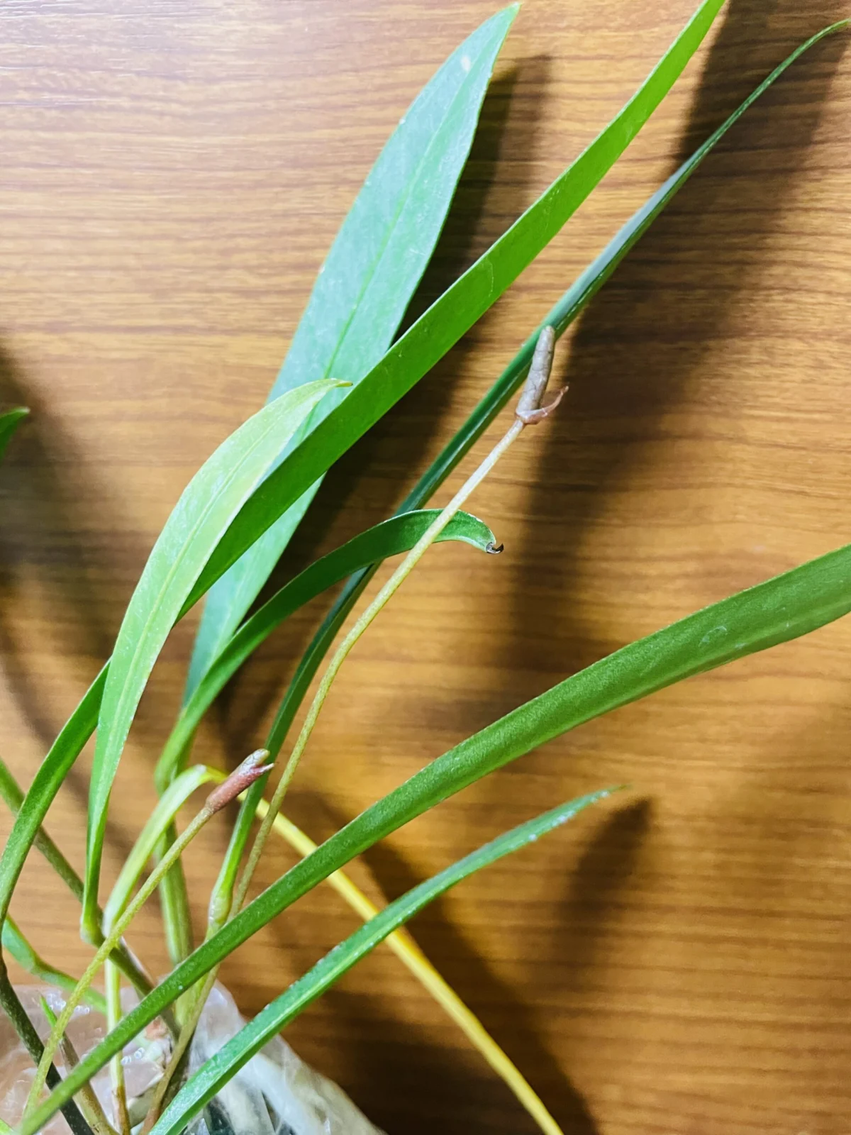 アンスリウム　グラシレ　花