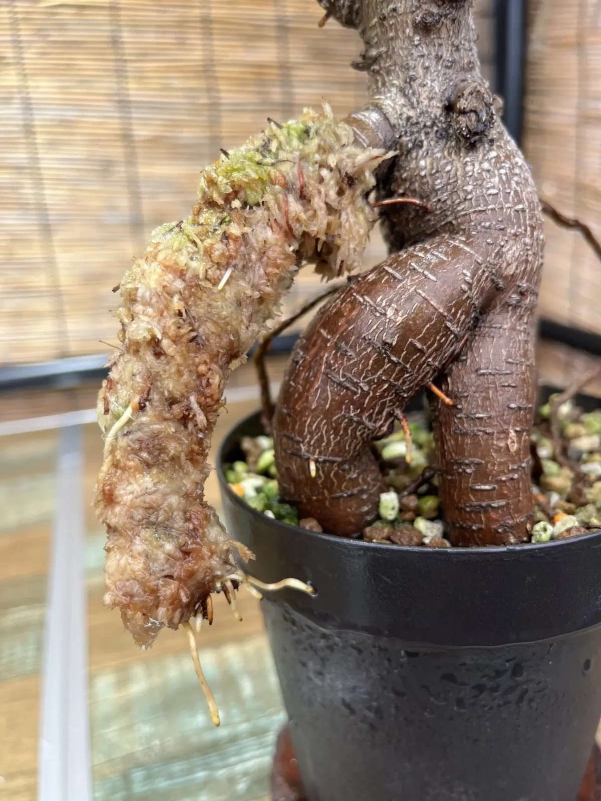 ガジュマル　気根チャレンジ　③
