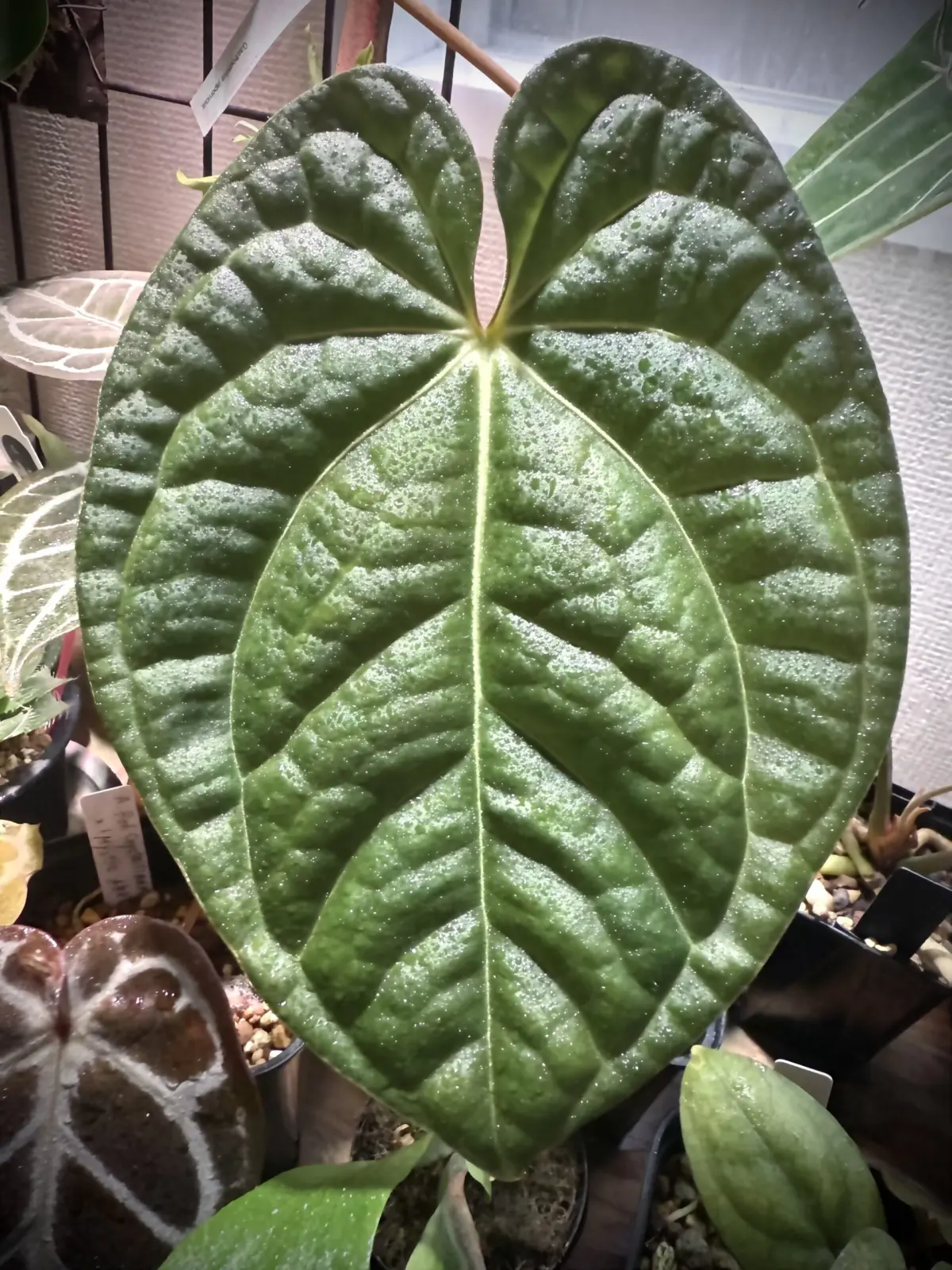 アンスリウム カーラブラッキアエ × ルクスリアンス