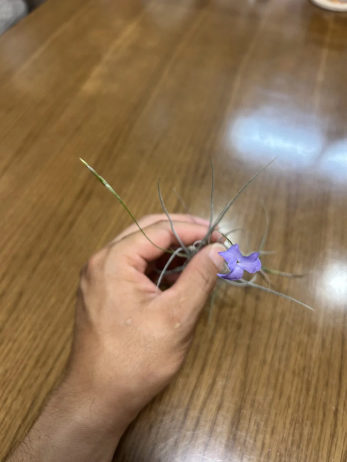 ティランジア　マレモンティ　花