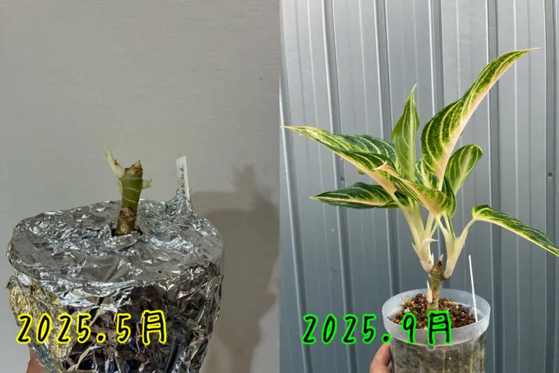 アグラオネマ