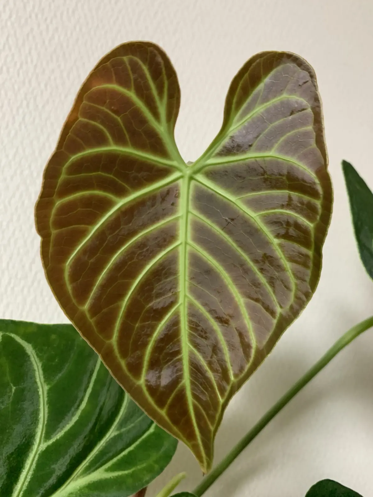 アンスリウム　レガレ