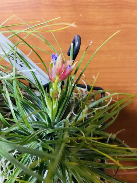 ティランジア　ストリクタ　ノイ　花が不発