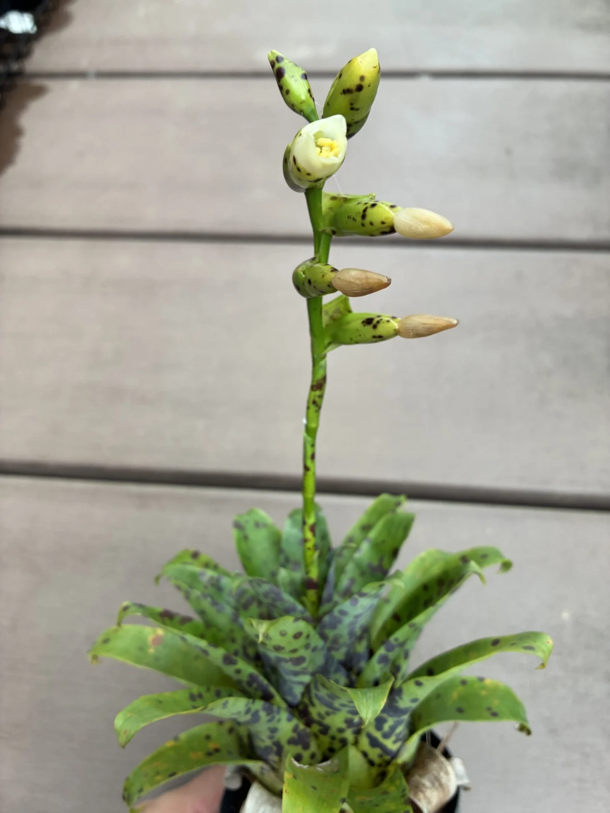 フリーセア ラシナエ 花