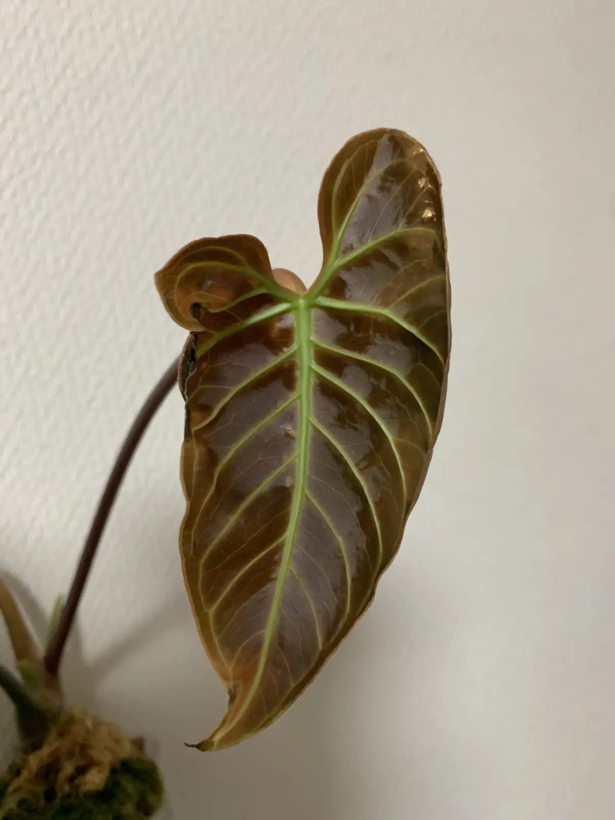 アンスリウム　レガレ