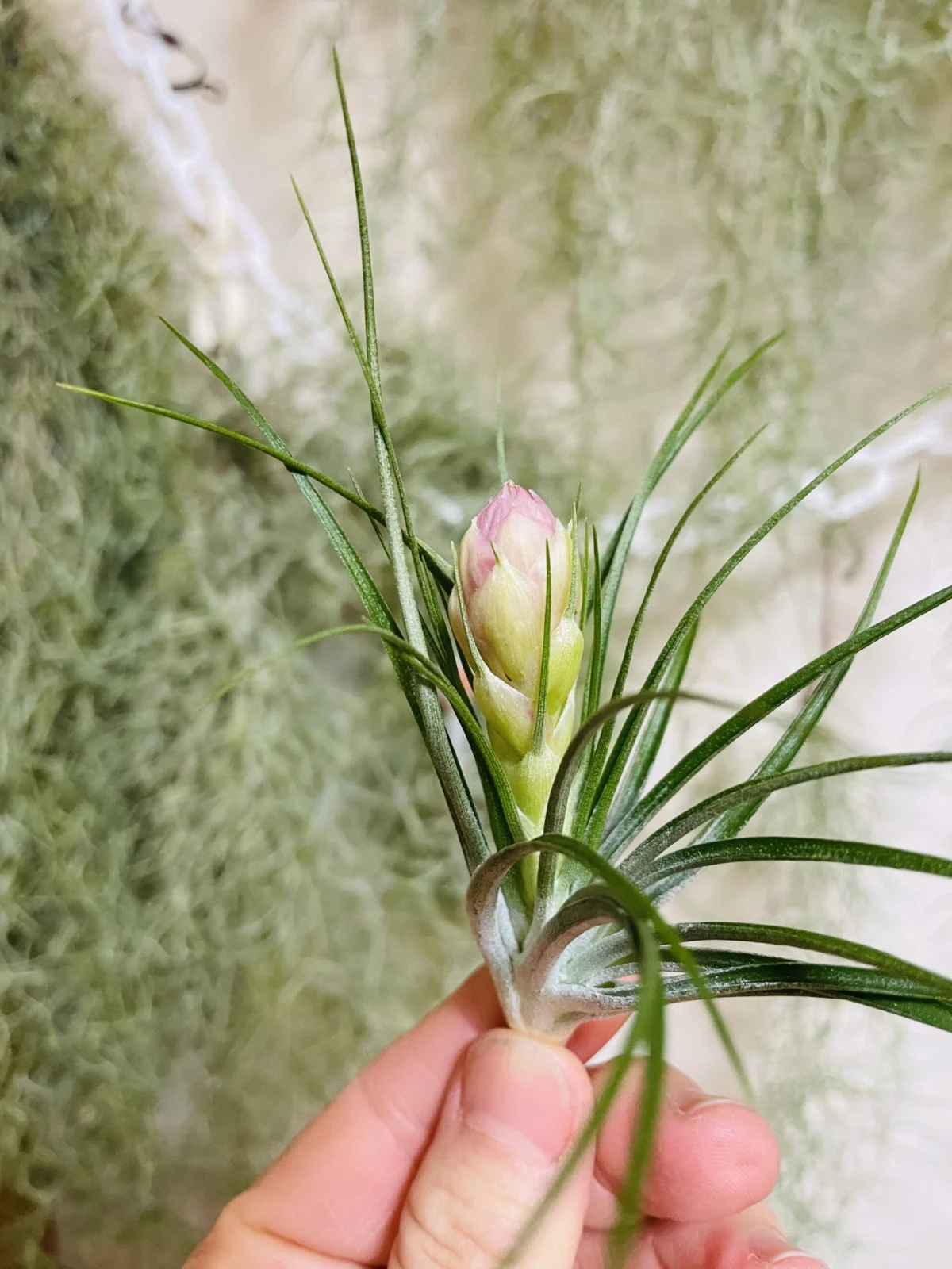 ティランジア　ストリクタ　マナ　花不発