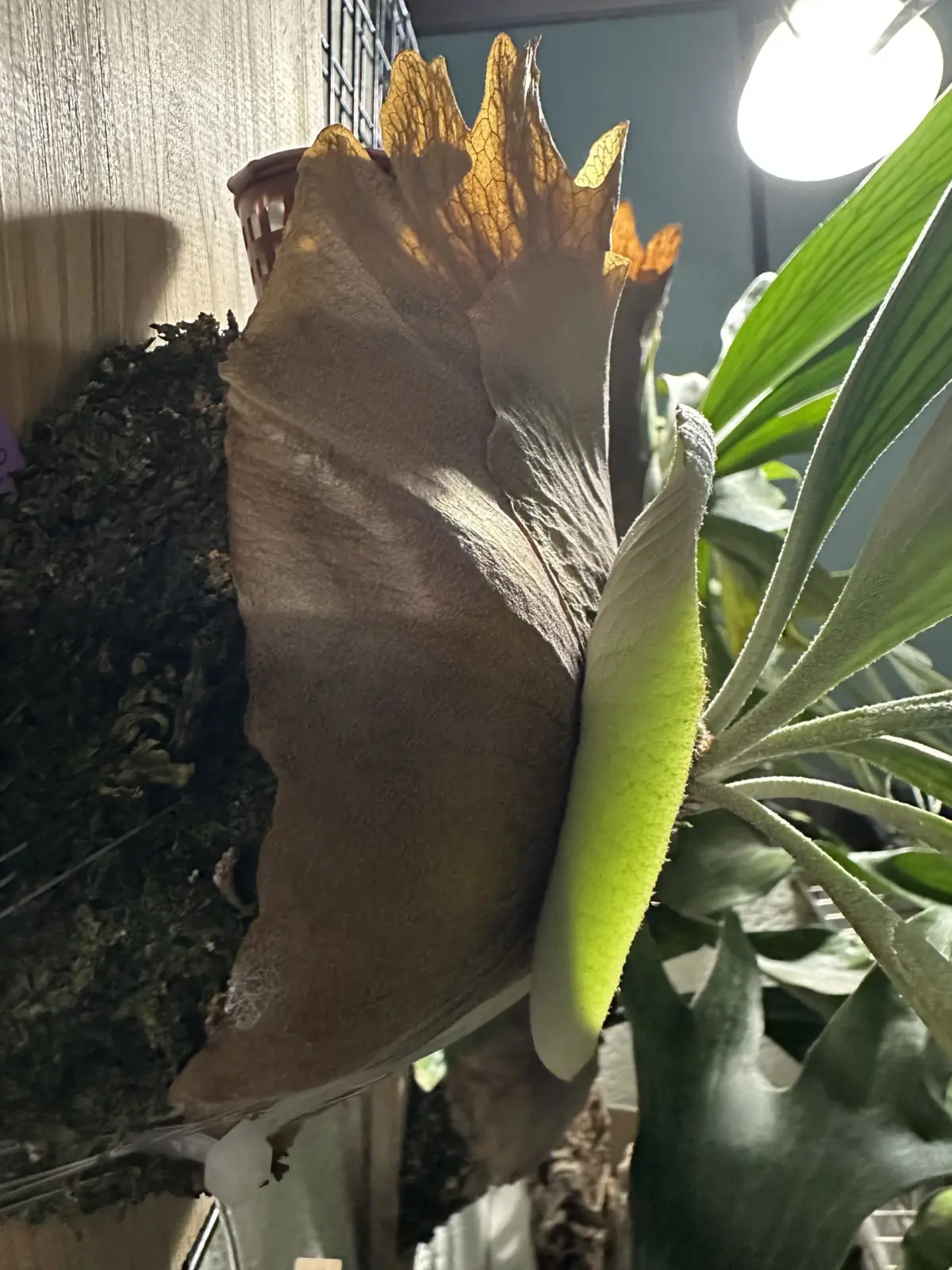 ビカクシダ 札落ち