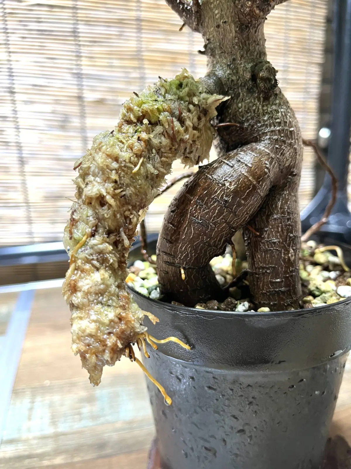 ガジュマル　気根チャレンジ　④
