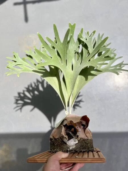 ビカクシダ　ベイチー　’セルソ’