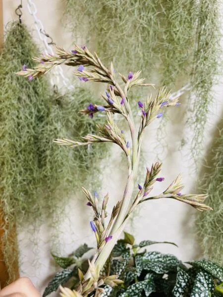 ティランジア ドゥラティ 花