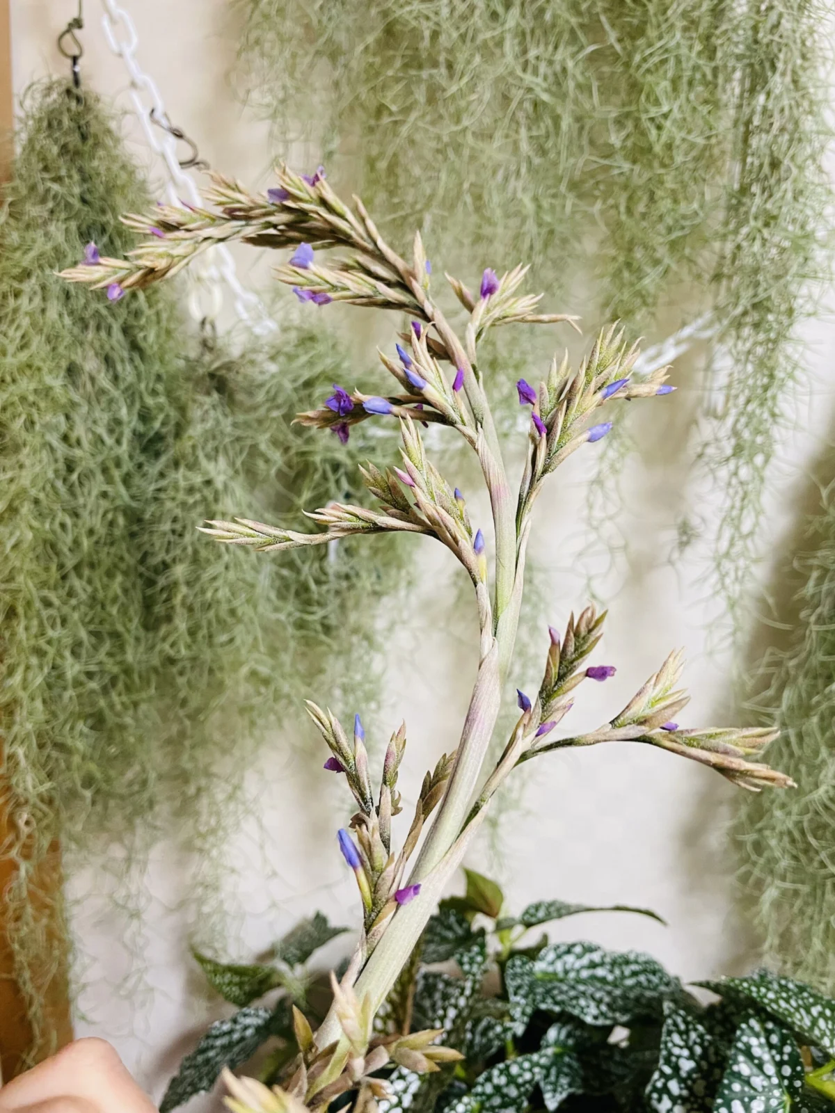 ティランジア　ドゥラティ　花