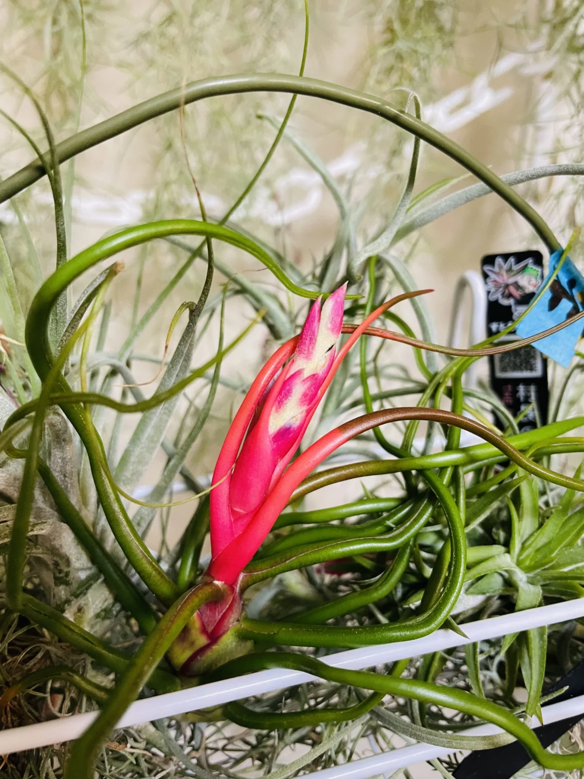 ティランジア　ブルボーサ　神楽