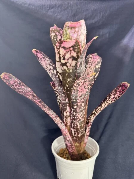 ビルベルギア　ノベナ