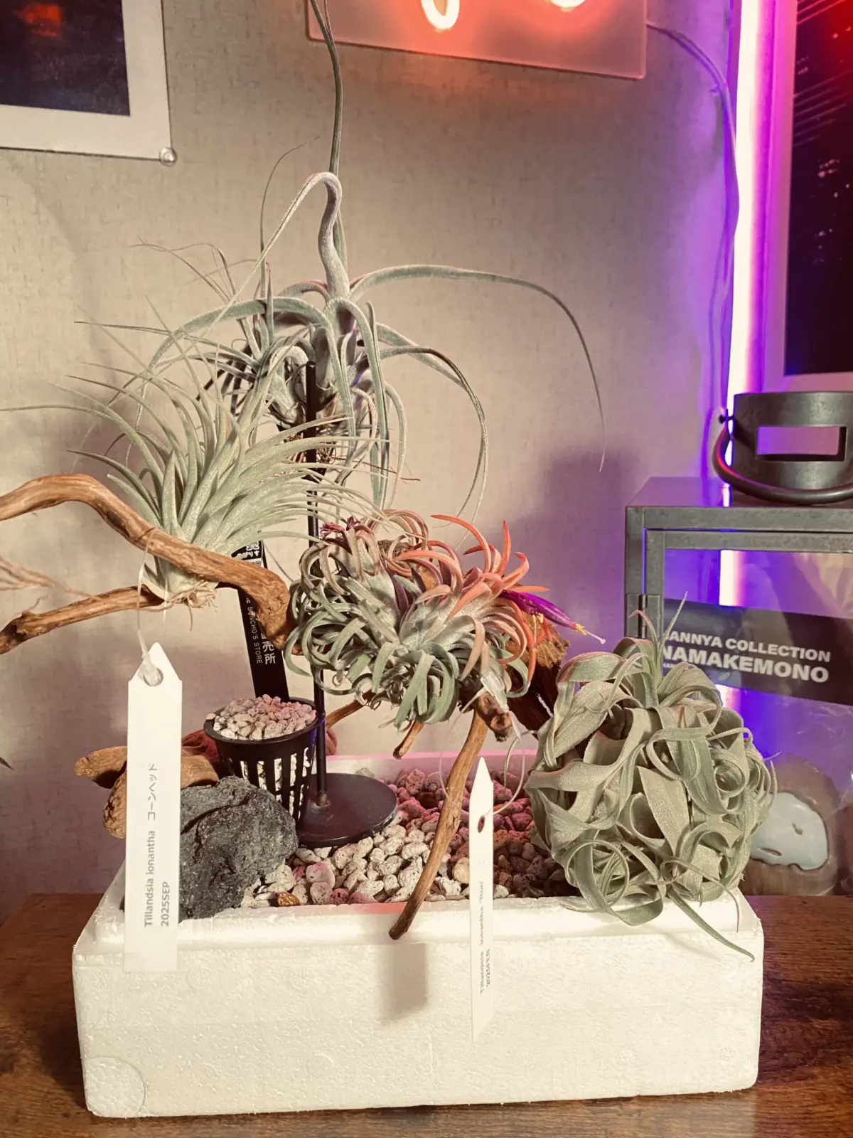ティランジア 直売所エアープランツ※1つだけ違う
