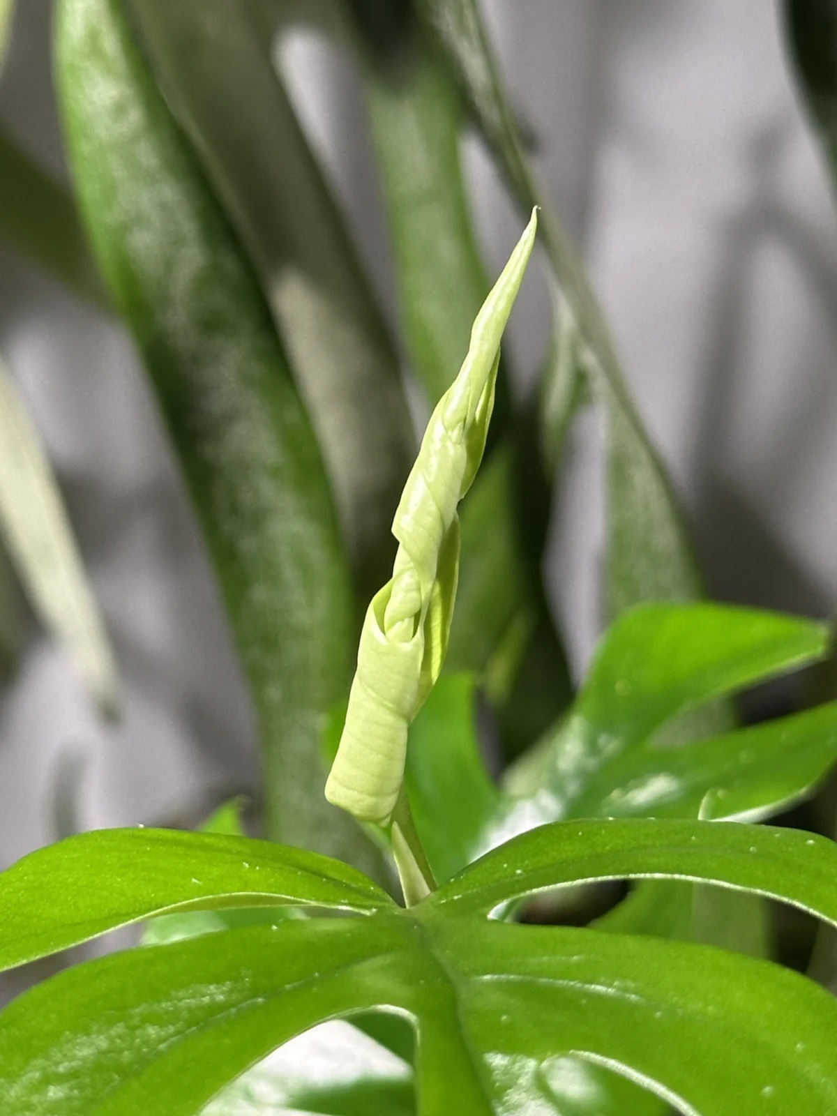 ラフィドフォラ・テトラスペルマ　姫モンステラ