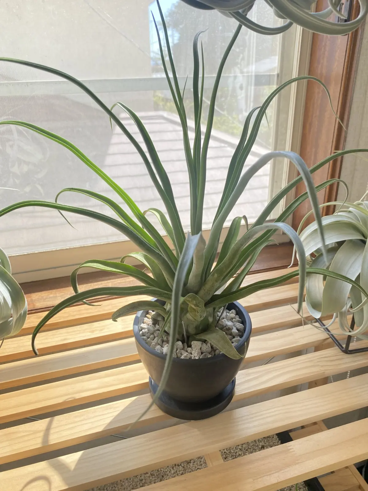 ティランジア ストレプトフィラ スペシャルフォーム 変異種