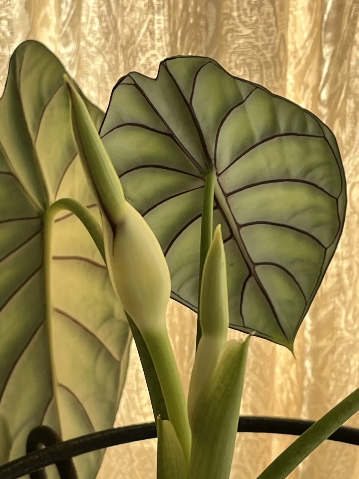 アロカシア　ドラゴンスケール　花