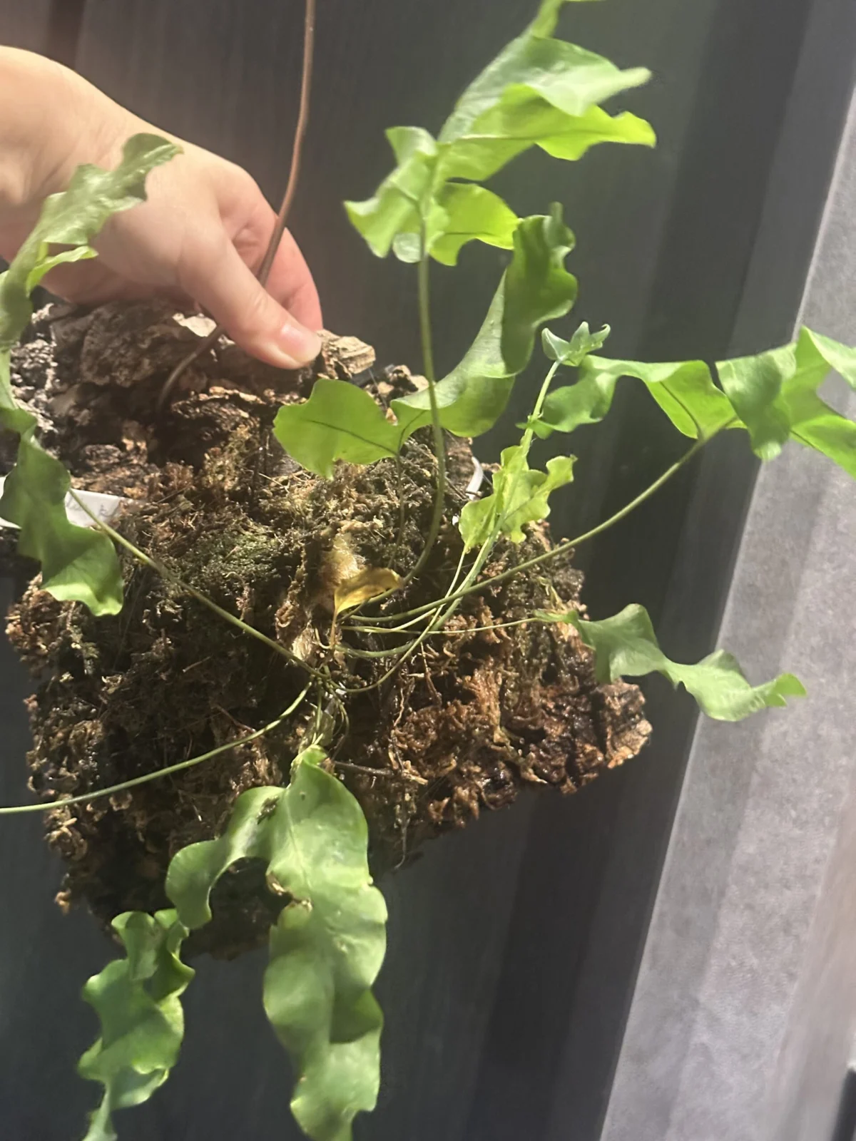 フレボリウム ブルースター