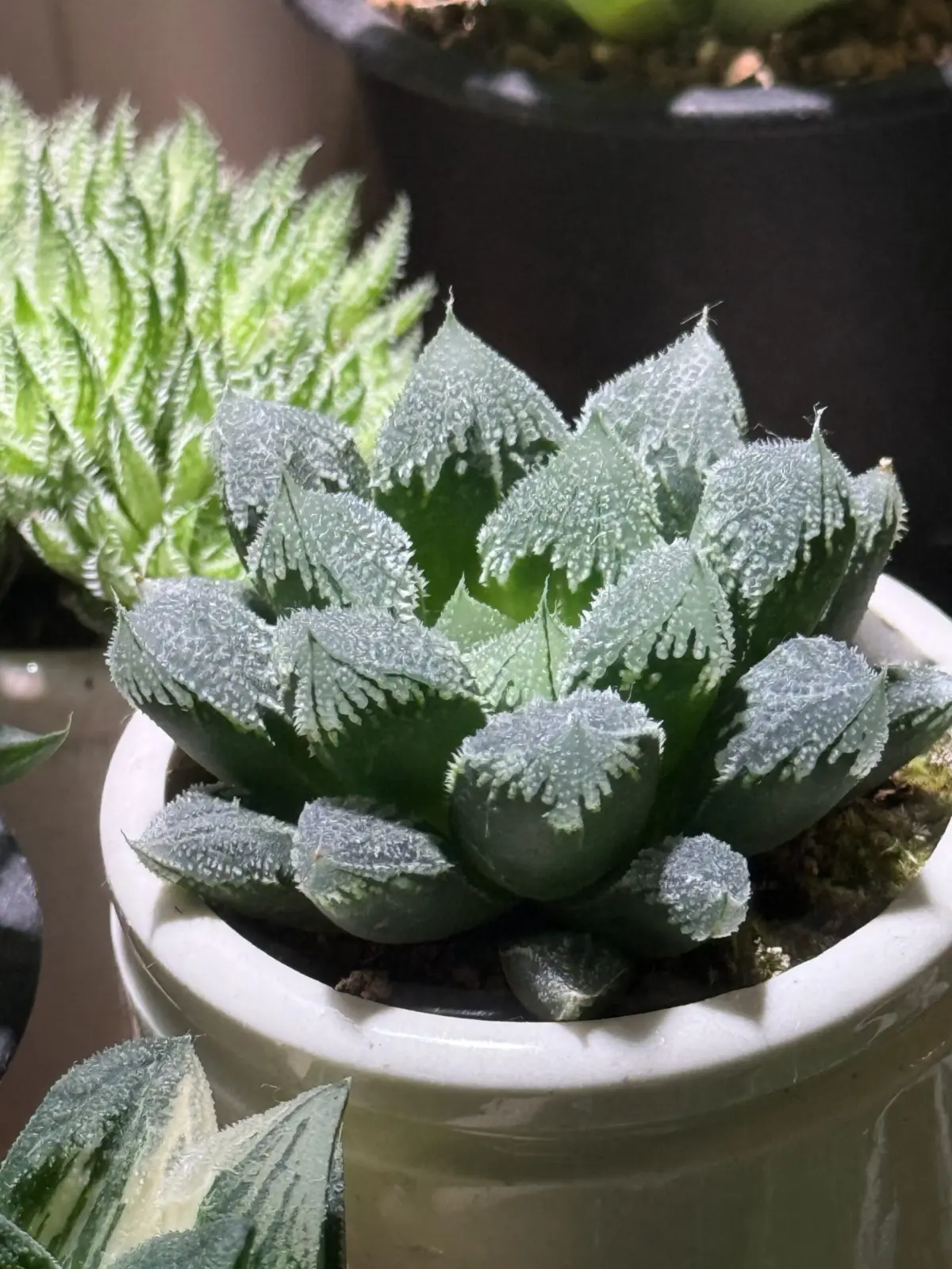 ハオルチア 白帝城 ハクテイジョウ