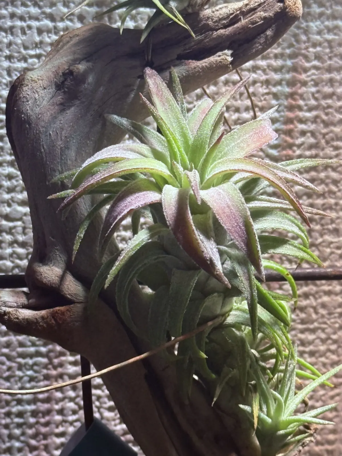 ティランジア イオナンタ バンハイニンギー