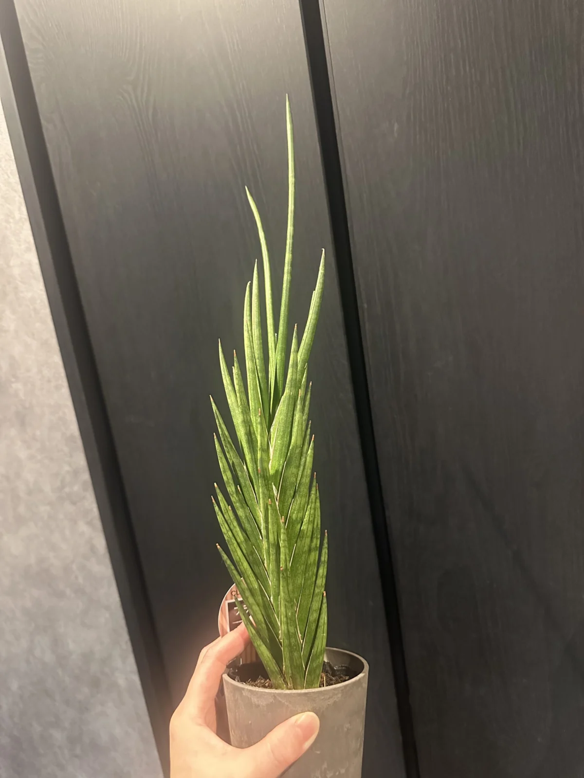 サンスベリア フランシシー