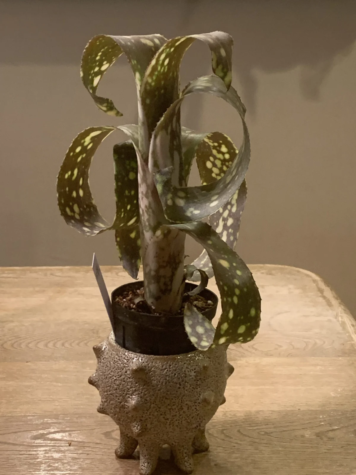 ビルベルギア　パニオロ　