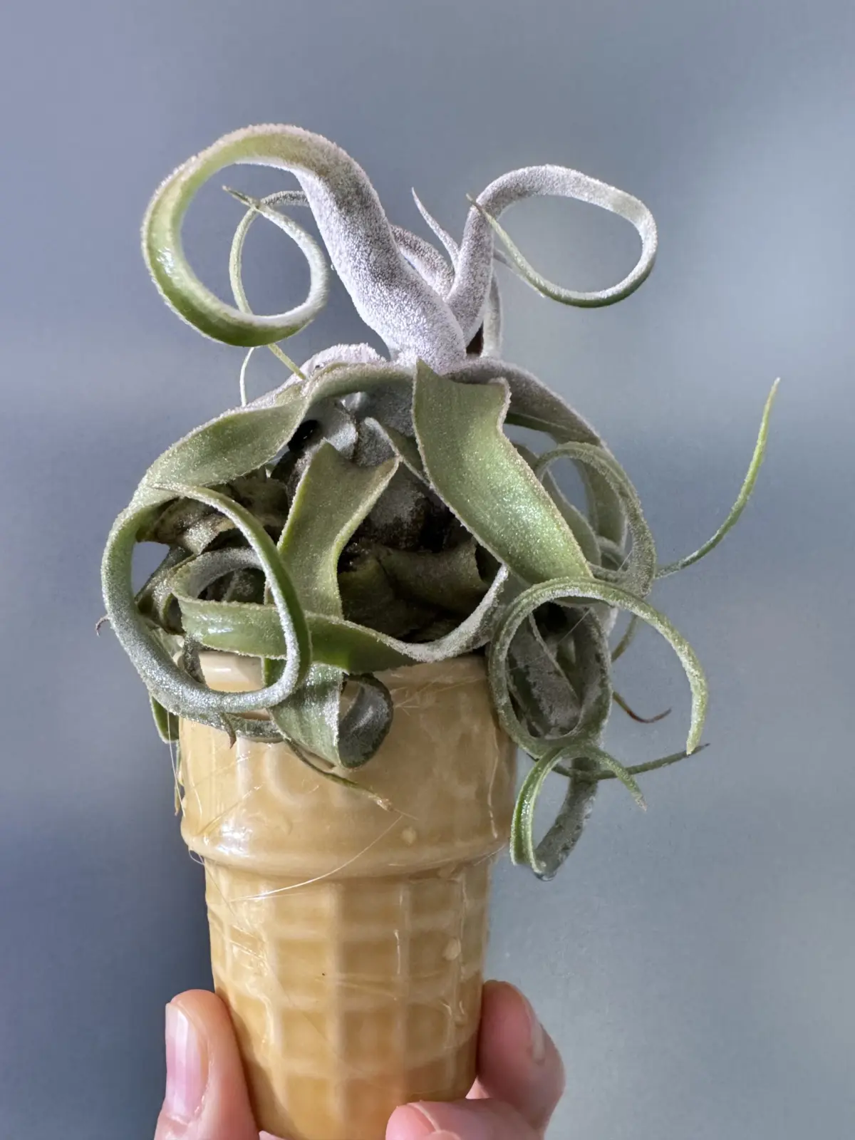 ティランジア　ストレプトフィラ