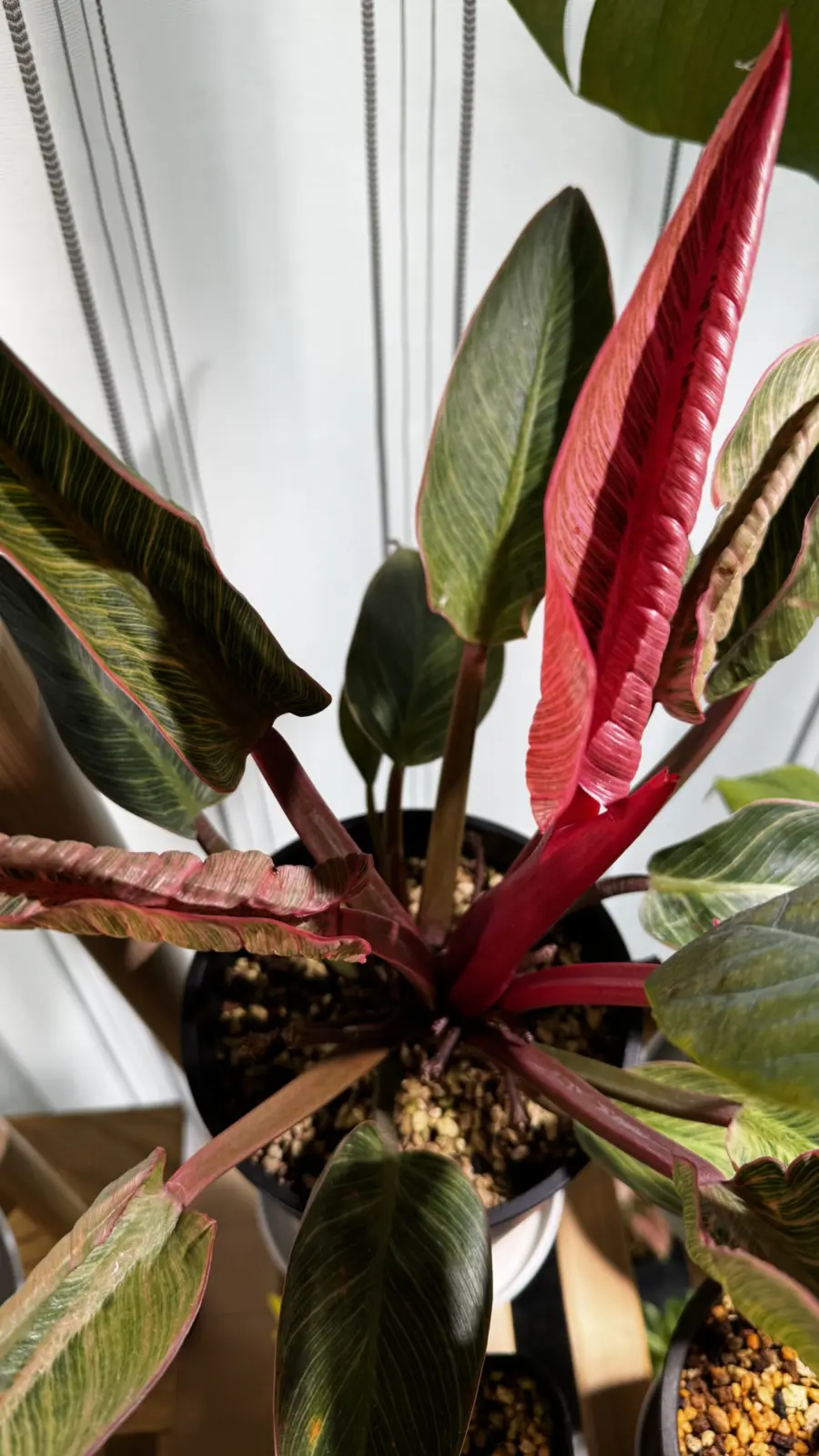 フィロデンドロン ピンクバーキン