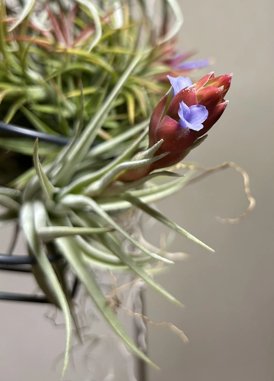 ティランジア　不明　花