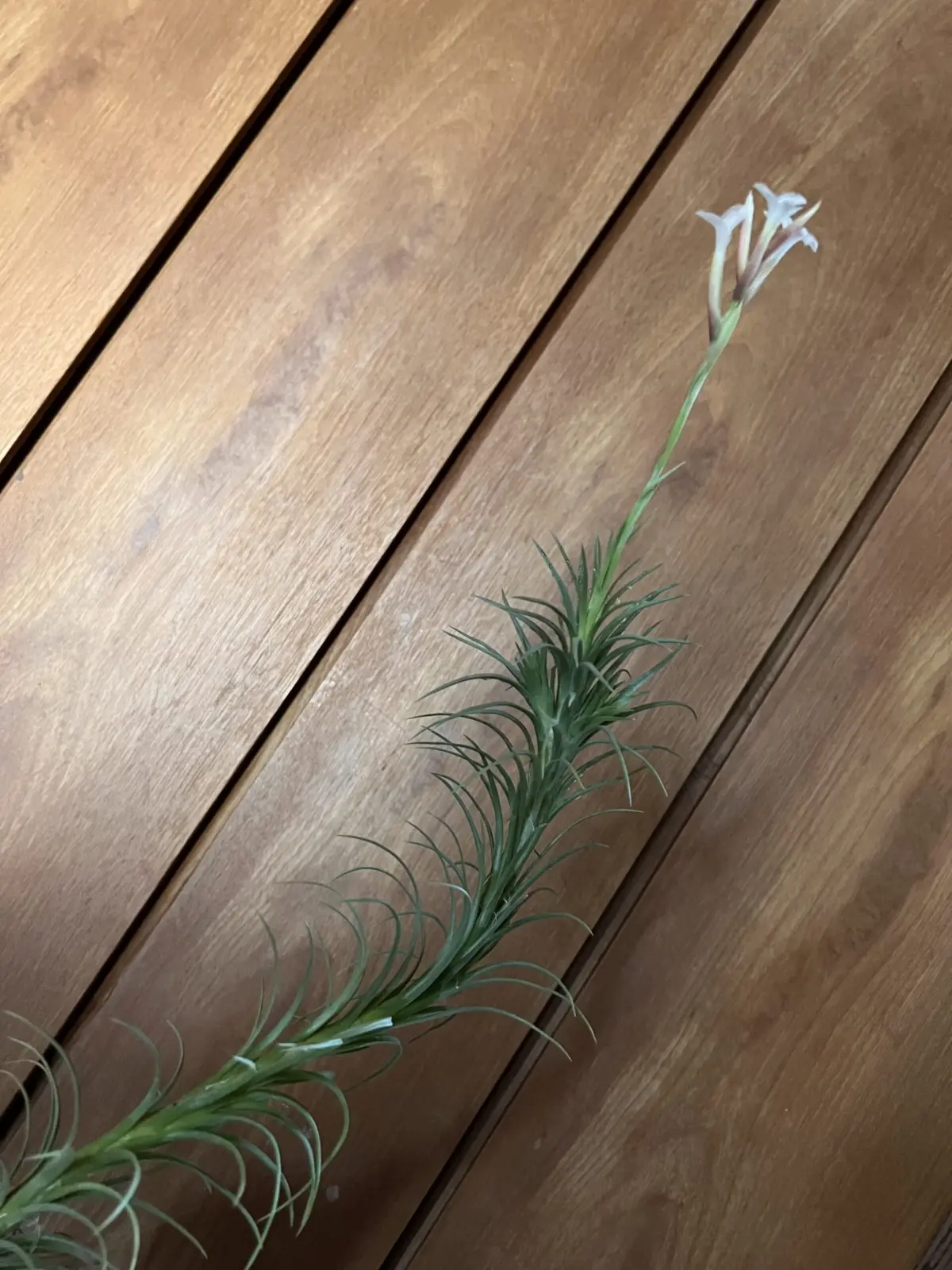 ティランジア　アラウジェイ　花